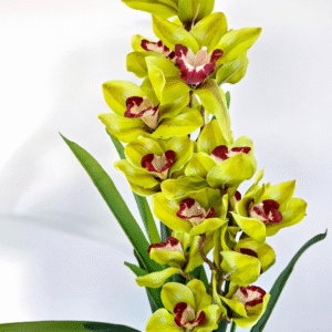 storczyk sztuczny Cymbidium 105